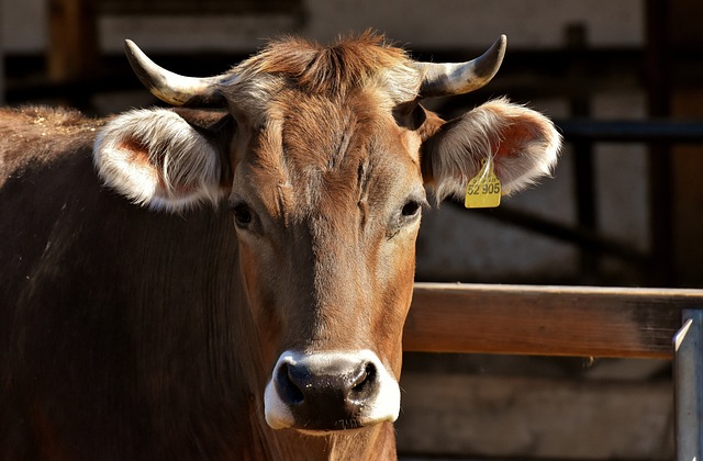 livestock1.jpg