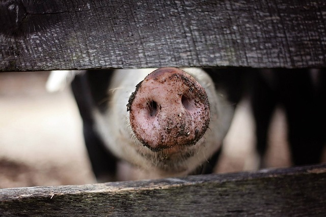 livestock2.jpg
